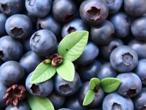 Blueberries