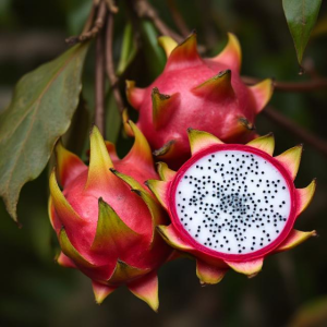 Red Dragon Fruit