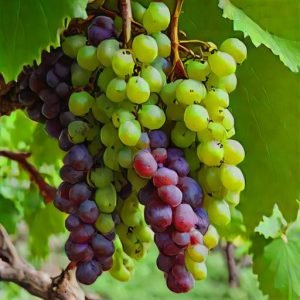 Grapes of India - Premium Quality for Global Markets